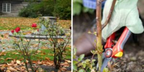 Кога да подрязвате розите за зимата, в зависимост от региона